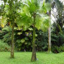 Image of Majesty Palms