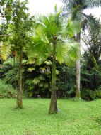 Image of Majestic Palm