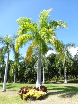 Image of Cuban Royal Palm