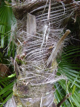 Image of round-leaf fountain palm