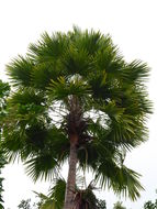 Image of round-leaf fountain palm