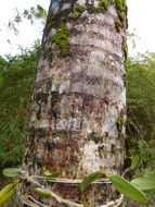 Image of round-leaf fountain palm