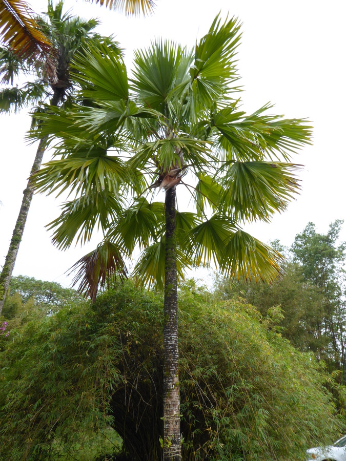 Image of round-leaf fountain palm