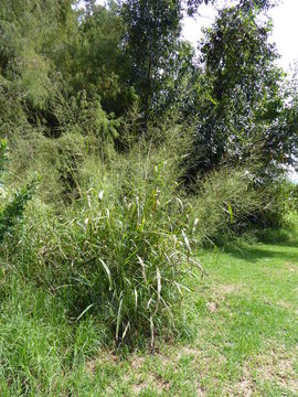 Image of Guinea Grass