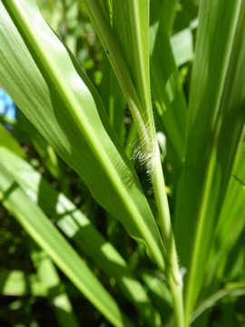 Imagem de Panicum maximum Jacq.