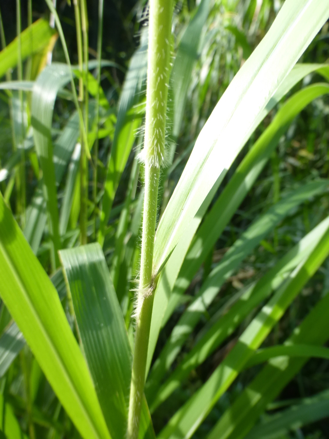 Imagem de Panicum maximum Jacq.