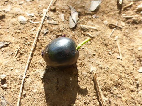 Image of Java plum