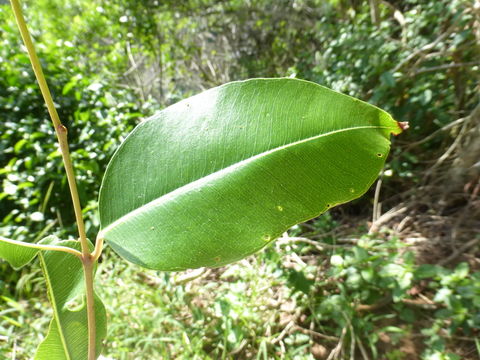 Image of Java plum