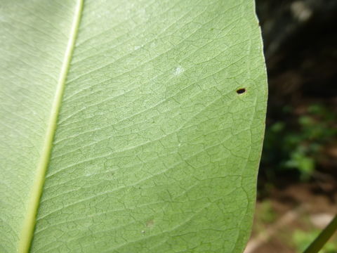 Image of Java plum