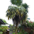 Image of Thrinax parviflora Sw.