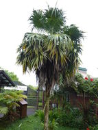 Image of Thrinax parviflora Sw.