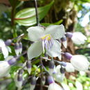 Imagem de Medinilla alata E. G. Baker