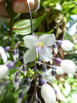 Image de Medinilla alata E. G. Baker