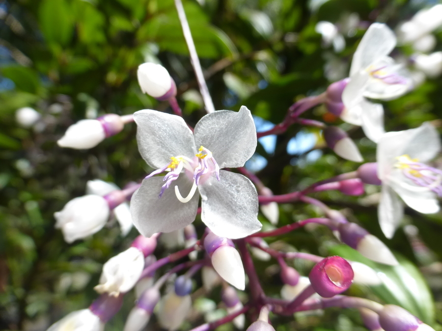 Imagem de Medinilla alata E. G. Baker