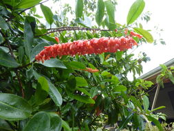 Image of Red hot poker vine