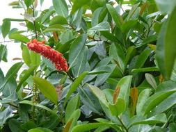 Image of Red hot poker vine