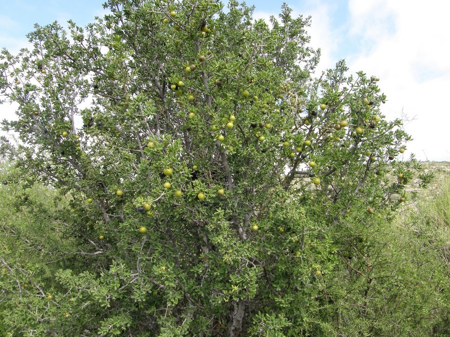 Sivun Diospyros texana Scheele kuva