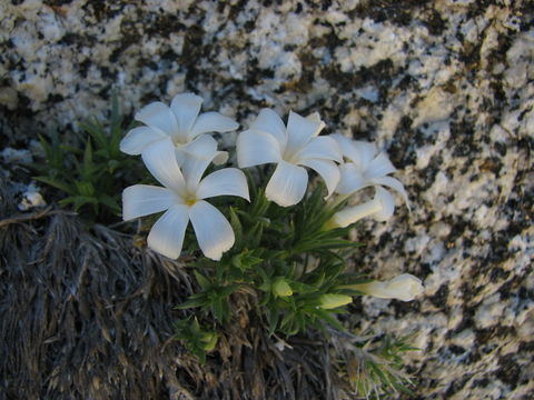 Image of San Jacinto prickly phlox