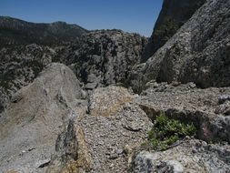 Image of San Jacinto prickly phlox