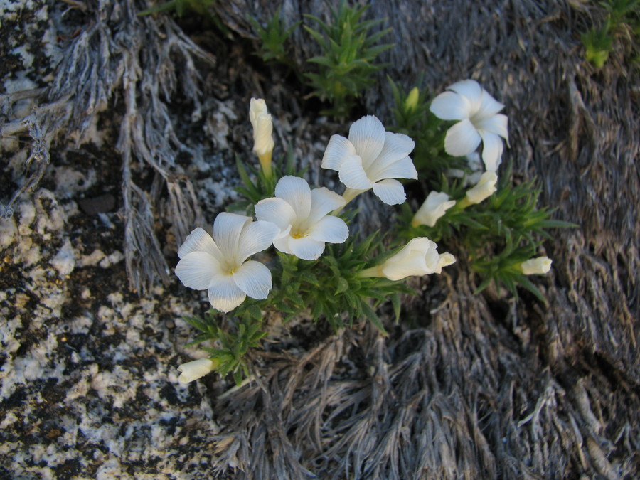 Image of San Jacinto prickly phlox