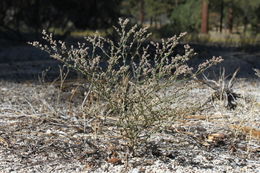 Image of Eriogonum evanidum Reveal