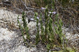 Sivun Scutellaria bolanderi subsp. austromontana Epling kuva