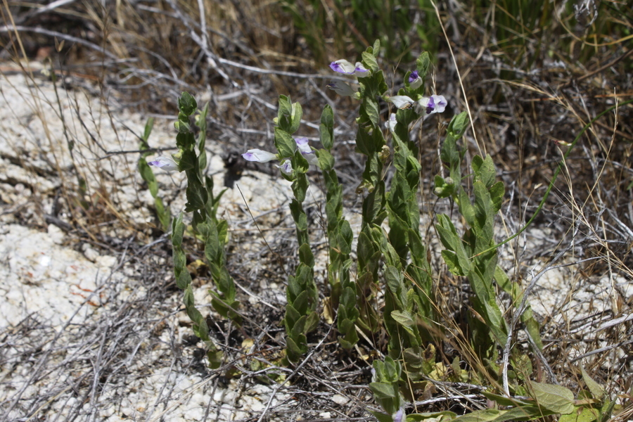 Sivun Scutellaria bolanderi subsp. austromontana Epling kuva