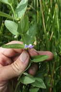 Sivun Scutellaria bolanderi subsp. austromontana Epling kuva