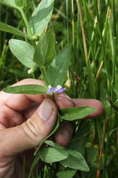 Sivun Scutellaria bolanderi subsp. austromontana Epling kuva