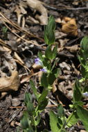 Sivun Scutellaria bolanderi subsp. austromontana Epling kuva