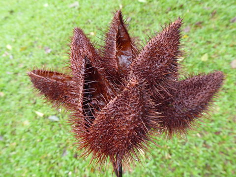 Image of Achiote