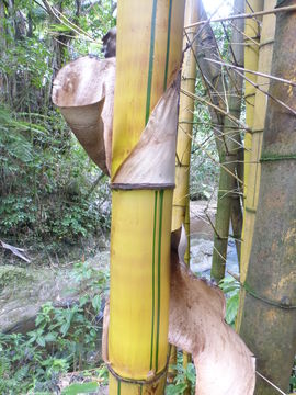 Image of common bamboo