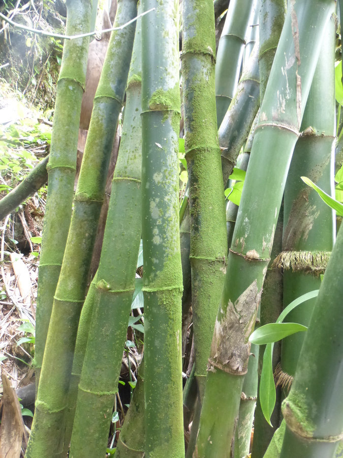 Image of Beechey's bamboo