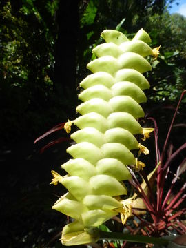 Image of rattlesnake plant