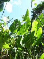 Sivun Calathea crotalifera S. Watson kuva