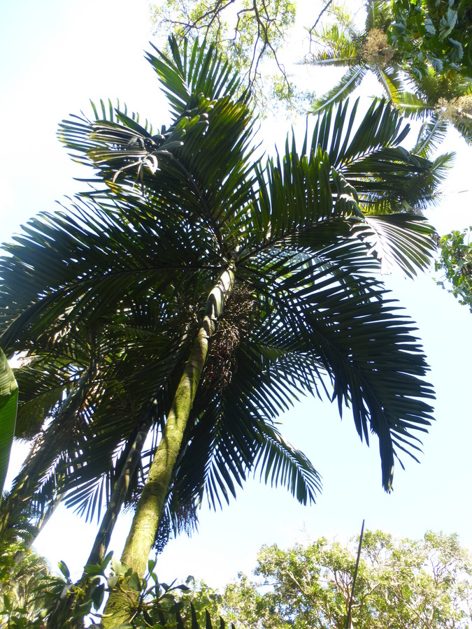 Image of Chambeyronia macrocarpa (Brongn.) Vieill. ex Becc.