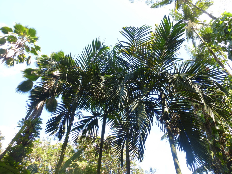 Image of Chambeyronia macrocarpa (Brongn.) Vieill. ex Becc.