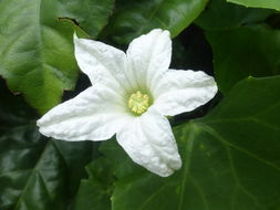 Image of ivy gourd