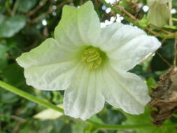 Image of ivy gourd