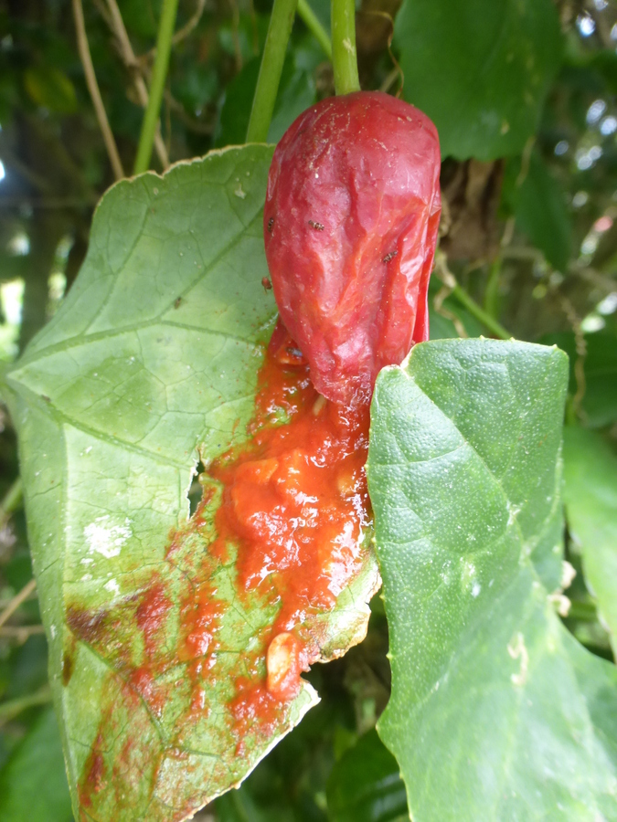 Image of ivy gourd