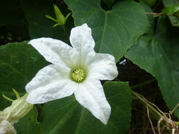 Image of ivy gourd