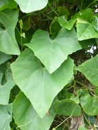 Image of ivy gourd