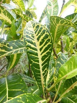 Image of garden croton