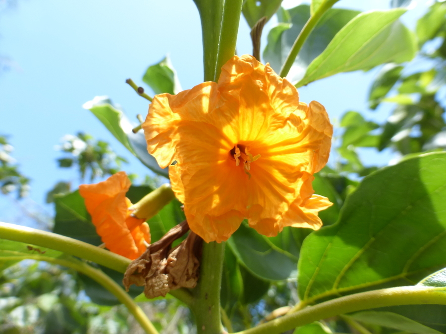 Image de Cordia sebestena L.