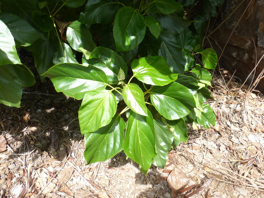 Image de Cordia sebestena L.