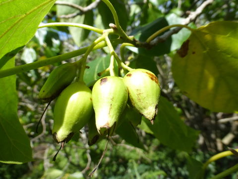 Image de Cordia subcordata Lamarck