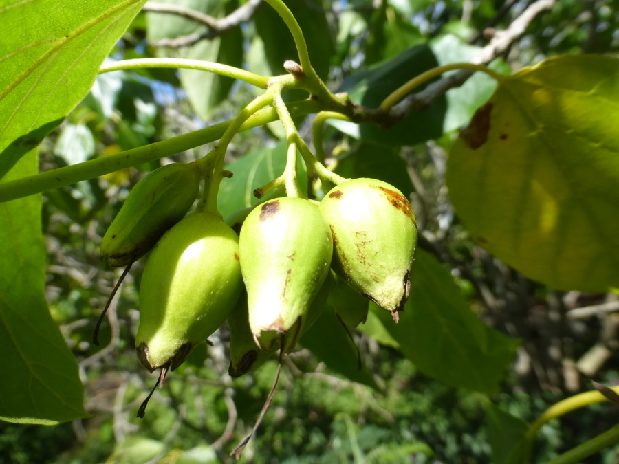 Слика од Cordia subcordata Lamarck