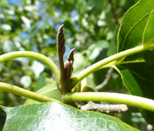 Image de Cordia subcordata Lamarck