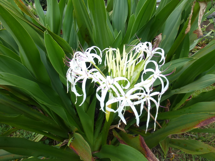 Imagem de Crinum asiaticum L.