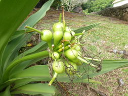 Imagem de Crinum asiaticum L.